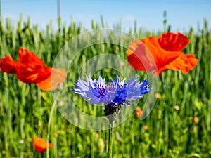 Macro shot of single blue cornflower on beautiful landscape of green field with poppies background