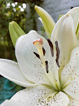 Macro shot of a delicate white Lily in the garden