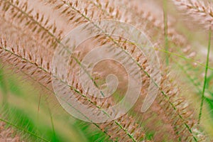 Macro shot detail of beautiful grass flower on blurred green leaves. Background for love peaceful and happy life concept.