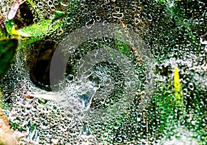 Macro shot detail of water drops on spider web after raining in the morning