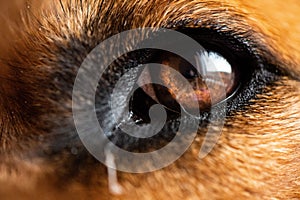 Macro shot of a detailed brown cute dog eye