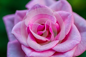 Macro shot rose petals and green background