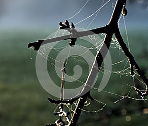 Macro shot of dew drops on spider webs