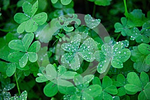 Macro shot of dew drops on vibrant green clovers.