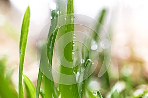 Macro shot of dew on fresh green grass at morning