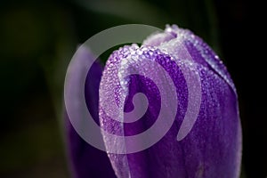 Macro shot of dew on a purple crocus flower