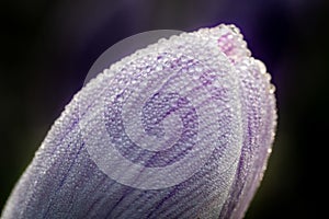 Macro shot of dew on a purple crocus flower