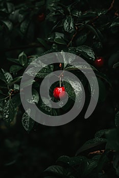 Macro shot of dewy cherry on tree branch as wide banner with ample space for text placement