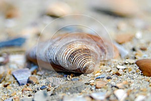 Macro shot of different shell in sand