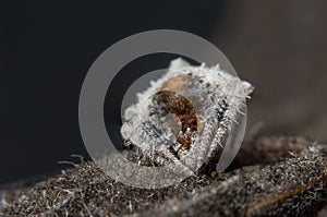 Macro shot of a Dolophones conifera, or a wrap-around spider photo