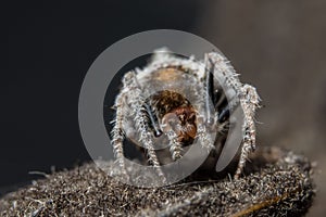 Macro shot of a Dolophones conifera, or a wrap-around spider photo