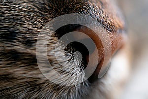 Macro shot of a domestic cat& x27;s face, highlighting its long whiskers and cute little nose