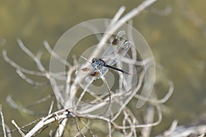 Macro shot of a Dragon Fly on a brown twig with blurred background