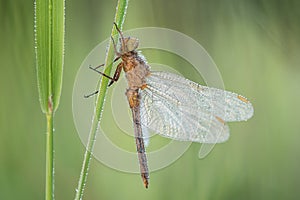 Macro shot of dragonfly Keeled skimmer Orthetrum coerulescens on the grass.