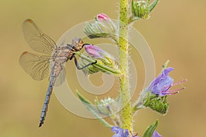 Macro shot of dragonfly Keeled skimmer Orthetrum coerulescens on the grass.