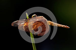 Macro shot of a dragonfly perched on a green stalk of a grass