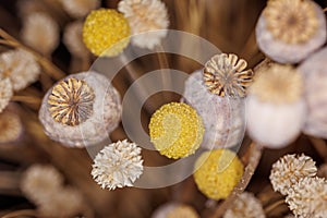 Macro shot of dried poppy flowers in a vase with beautiful brown, gold and yellow tones
