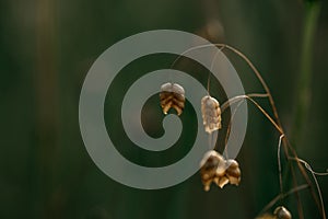 Macro shot of a dried quaking grass plant on a green blurred background