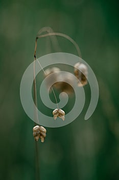 Macro shot of a dried quaking grass plant on a green blurred background