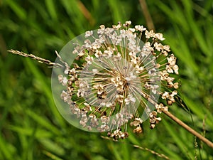 Macro shot of a dry allium giganteum flower in nature