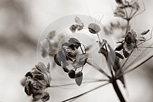Macro shot of dry flower deeds. Black and white