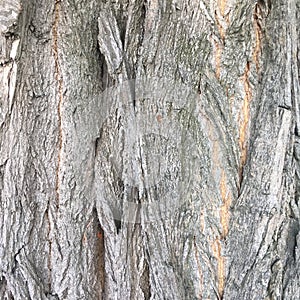 Macro shot of dry tree bark. Abstract textural background