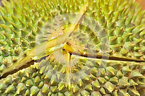 Macro shot of durian fruit texture