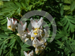 Macro shot of early spring delicate, white, irregular or sprawling shape flowers of herbaceous plant Dutchman`s britches or