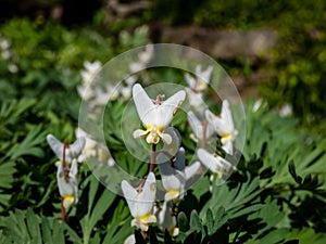 Macro shot of early spring delicate, white, irregular or sprawling shape flowers of herbaceous plant Dutchman`s britches or