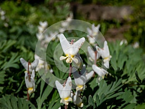 Macro shot of early spring delicate, white, irregular or sprawling shape flowers of herbaceous plant Dutchman`s britches or