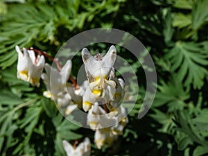 Macro shot of early spring delicate, white, irregular or sprawling shape flowers of herbaceous plant Dutchman`s britches or