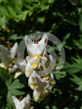 Macro shot of early spring delicate, white, irregular or sprawling shape flowers of herbaceous plant Dutchman`s britches or