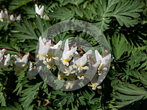 Macro shot of early spring delicate, white, irregular or sprawling shape flowers of herbaceous plant Dutchman`s britches or