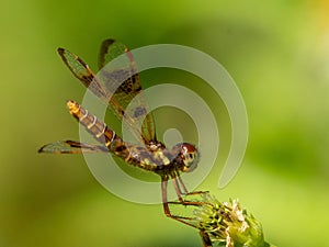 Macro shot of eastern amberwing (Perithemis tenera)