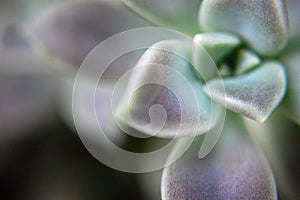 Macro shot of Echeveria Elegans (Mexican Snowball