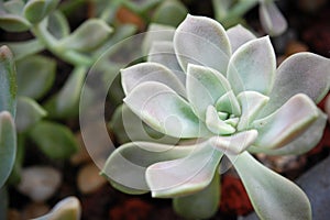 Macro shot of Echeveria Elegans (Mexican Snowball