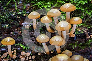 Macro shot of edible mushrooms commonly known as sheathed woodtuft