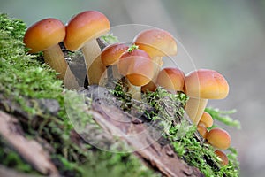Macro shot of edible mushrooms known as Enokitake