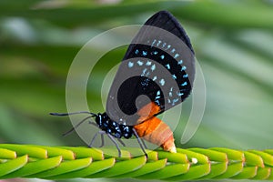 Macro shot of an endangered atala butterfly laying eggs