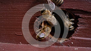 Macro shot entrance to the wooden beehive. A worker bee flies out for nectar in the apiary