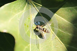 Macro shot of a Episyrphus balteatus