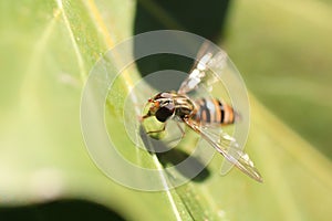 Macro shot of a Episyrphus balteatus