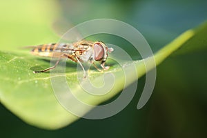 Macro shot of a Episyrphus balteatus