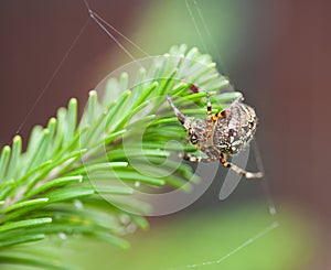 Macro shot of a European garden spider cross spider, Araneus diadematus