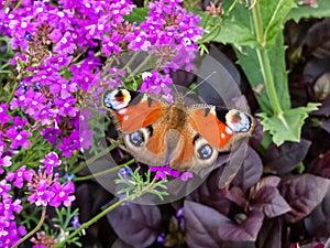 Macro shot of the European peacock butterfly (Aglais io). The wings are rusty red, wingtip is black with blue and yellow