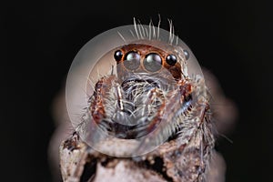 Macro shot of an evarcha spider with many eyes on a black background