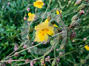 Macro shot of evergreen plant with clusters of bright yellow, saucer-shaped flower with orange stamens of common rock-rose