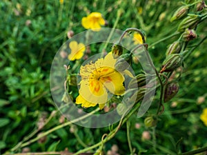 Macro shot of evergreen plant with clusters of bright yellow, saucer-shaped flower with orange stamens of common rock-rose