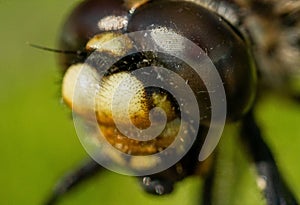 Macro shot of the Facet eyes of an ant