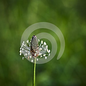 Macro shot of a fade white wild herb in the garden